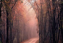 爱游戏官网app-德甲争冠路艰难 沃尔夫斯堡客场失利心态受挑战，沃尔夫斯堡进欧冠